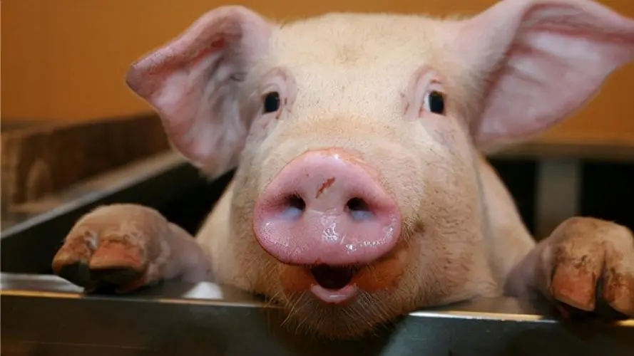 望眼欲穿！农业农村部专家预测猪价12月可能回到9元/斤