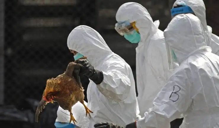 一品资讯 | 多国爆发高致病性禽流感，目前情况如何？